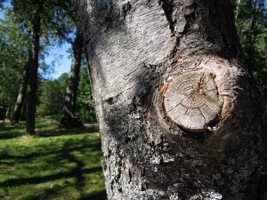 Cost Factors Of Tree Removal Job